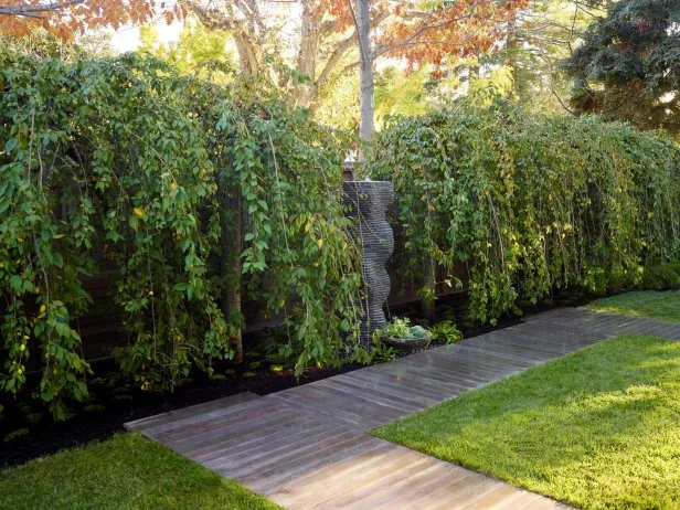 Plants for Privacy | HGTV