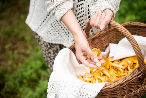 Woman holding a basket of chanterelle mushrooms in a forest