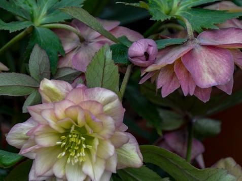 Growing and Caring for Hellebores