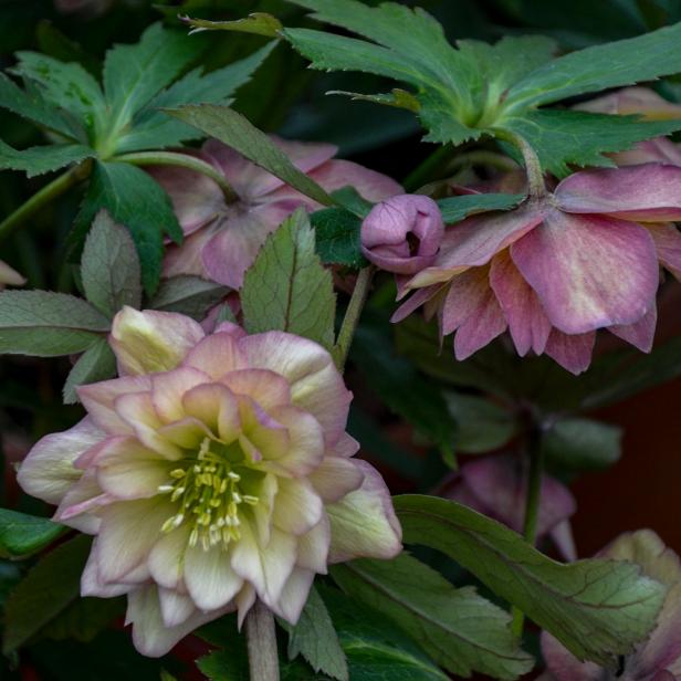 Hellebore 'Mother of the Bride'