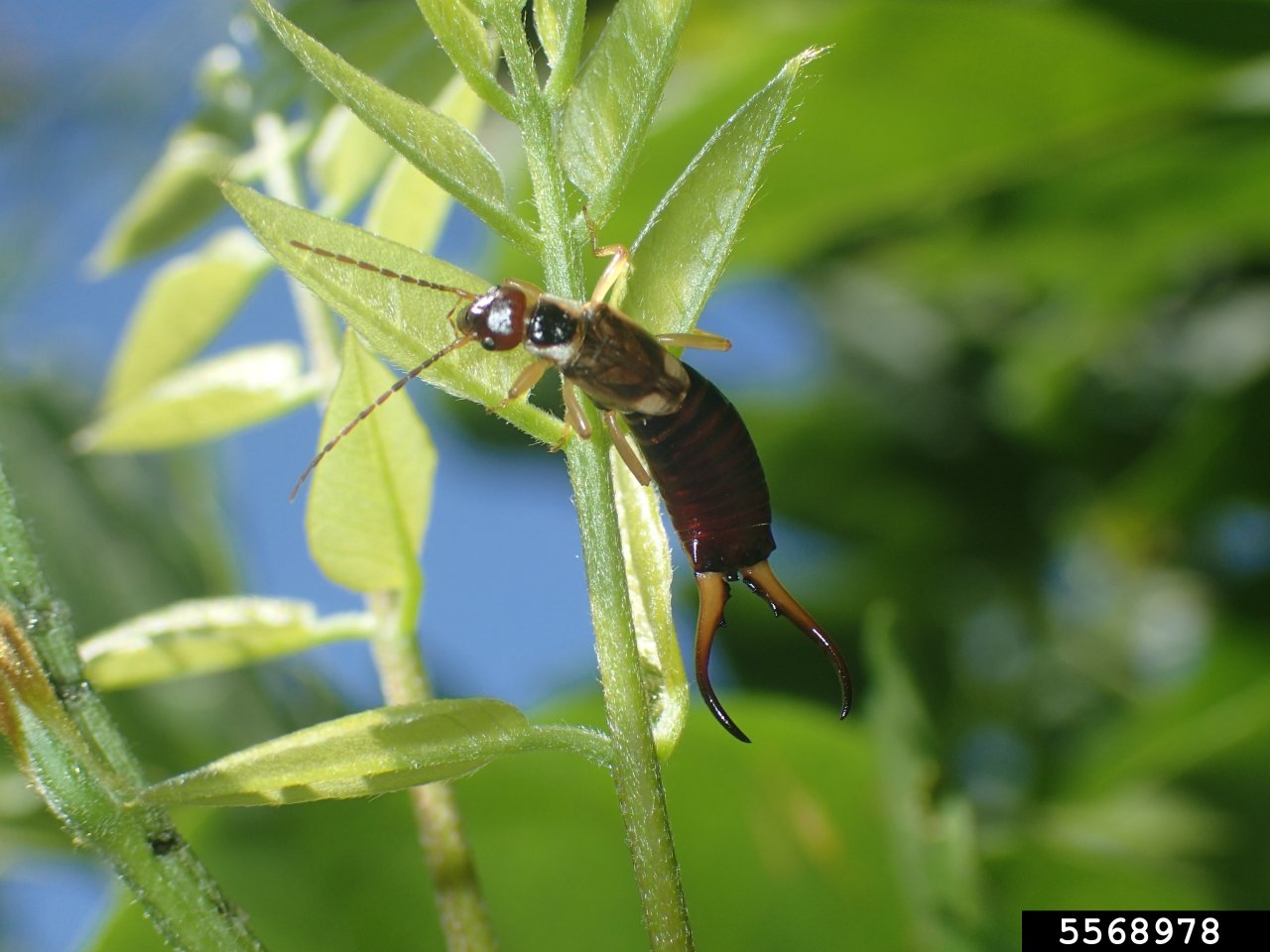 How to Get Rid of Earwigs Natural Solutions for Home and Garden HGTV