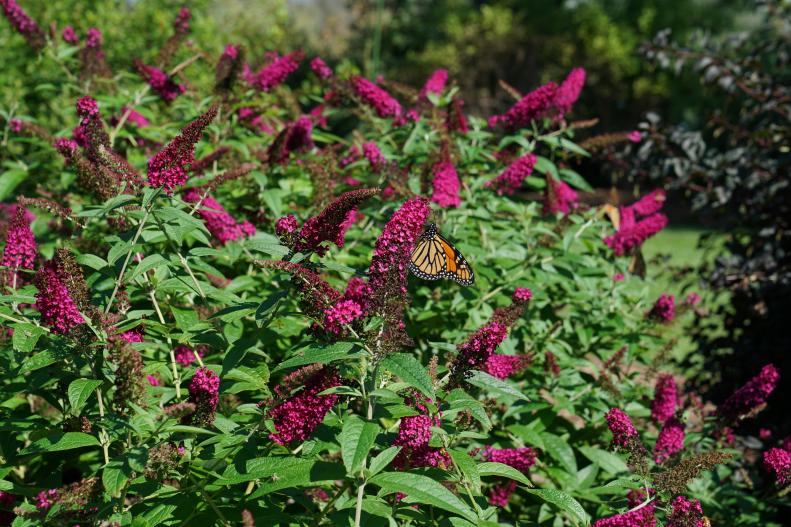 A 'Miss Molly' butterfly bush with a butterfly on it.