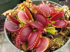 Venus Fly Trap Carnivorous Plant