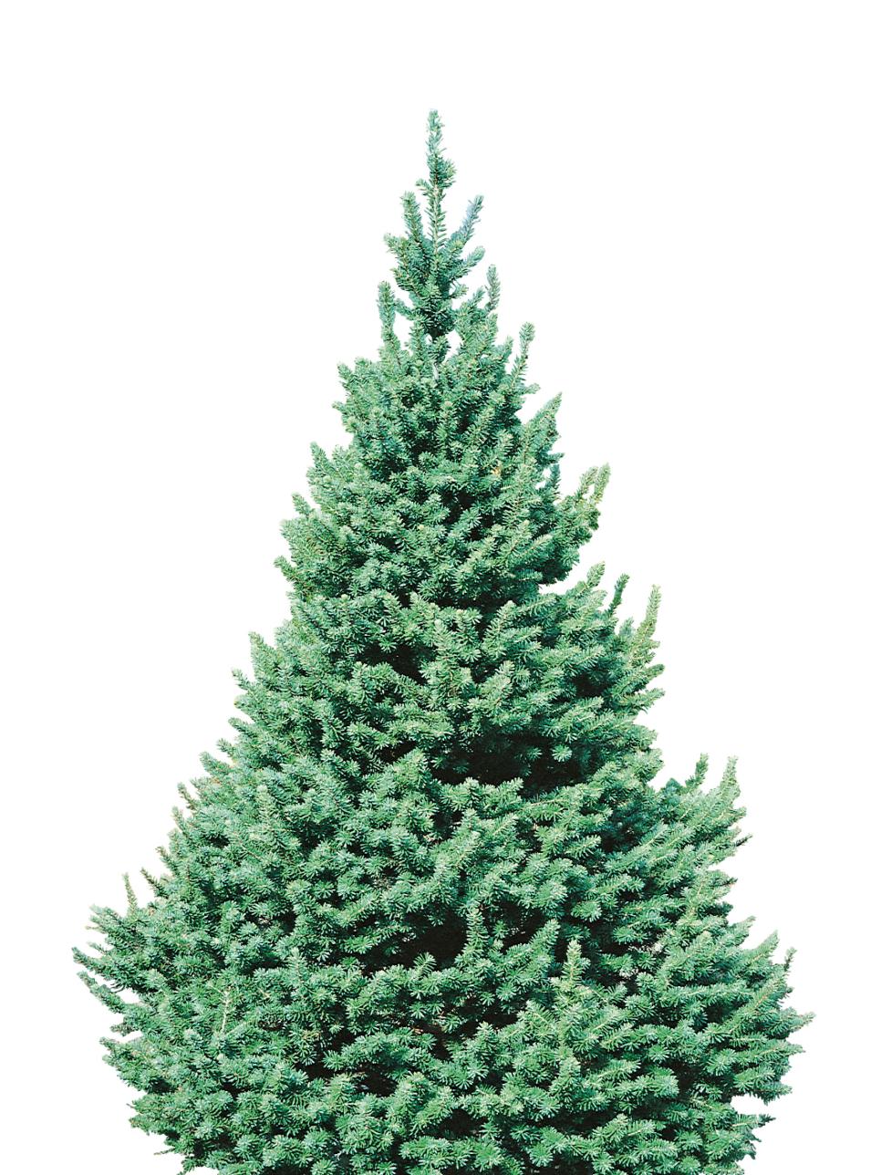 Douglas Fir Tree HGTV