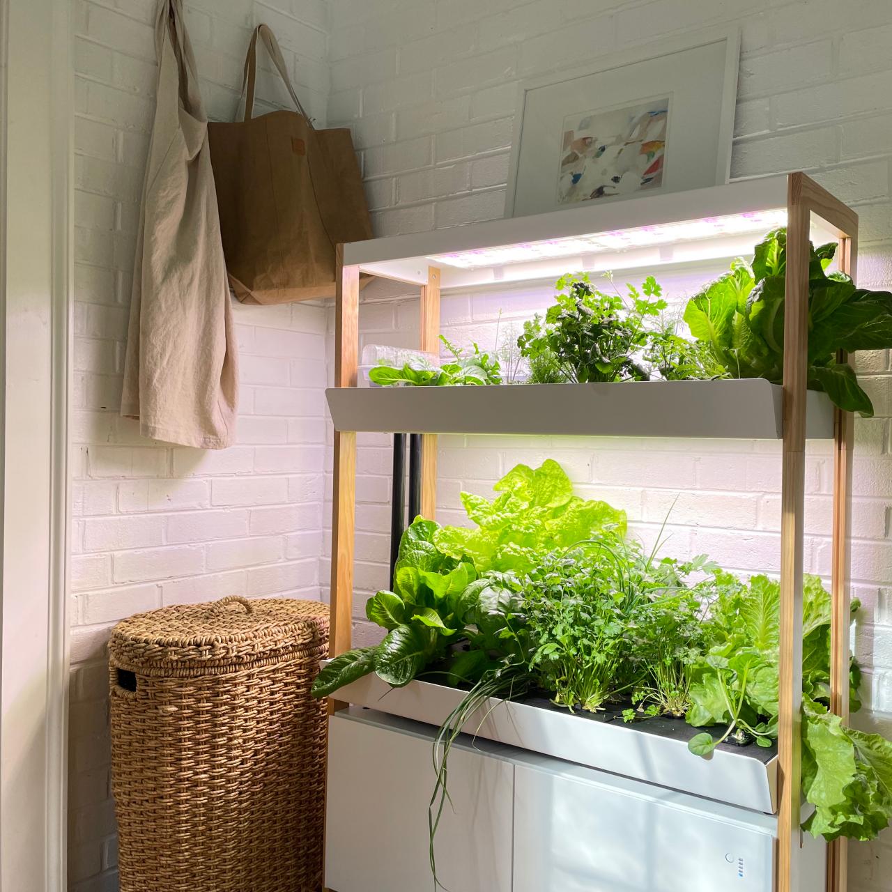 indoor vegetable garden setup