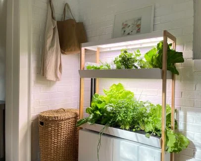 indoor plants wholesale Pre-Pack #1