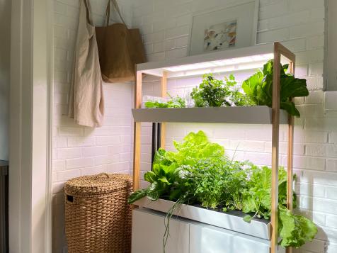 This Fool-Proof Hydroponic Garden Is the Easiest and Most Reliable Way to Grow Food at Home Year-Round