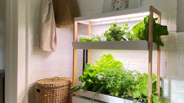 This Fool-Proof Hydroponic Garden Is the Easiest and Most Reliable Way to Grow Your Own Food Year-Round