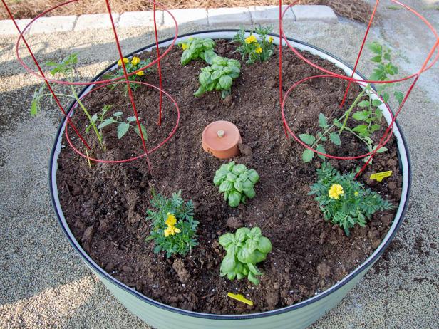 Learn three ways to create an olla self-watering system for your garden or raised bed.
