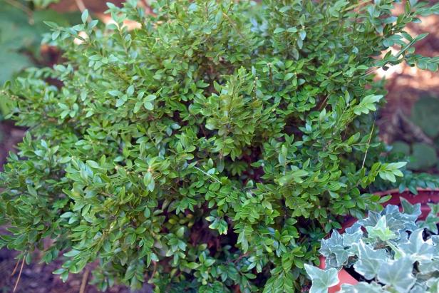 A close-up of the leaves on a 'Chicago Green' boxwood.