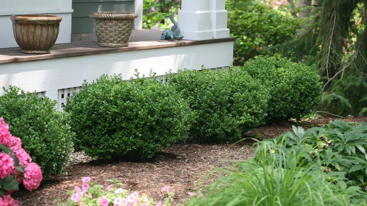 white aspen dracaena Dracaena White Aspen, 10 pot  Green Millennium