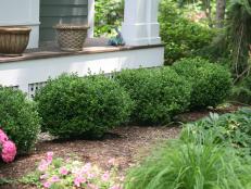A row of 'Sprinter' boxwood shrubs in front of a house.