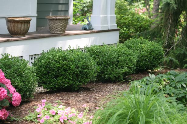 A row of 'Sprinter' boxwood shrubs in front of a house.