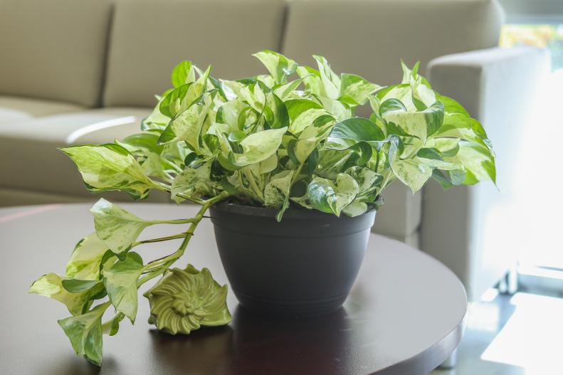 A potted pothis 'Manjula' houseplant sitting on a table near a sofa.