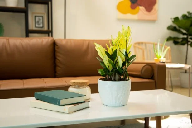 A  ZZ plant in a white pot sitting on a low table in a living room