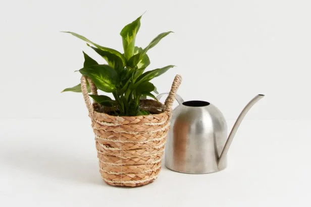 A dieffenbachia growing in a straw basket sitting beside a small watering against a plain white background.