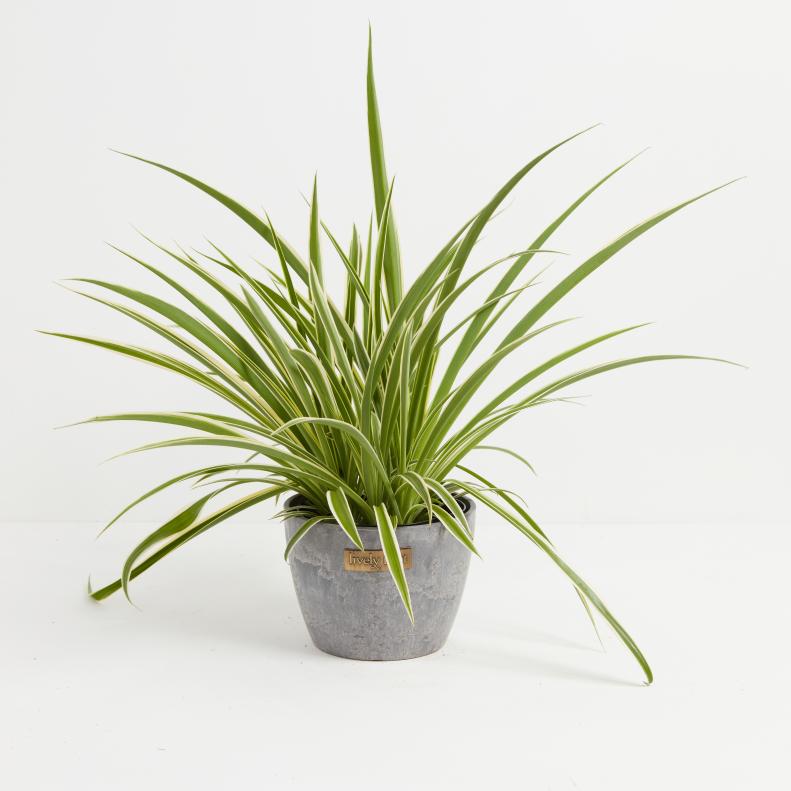A spider plant with green and cream stripes planted in a gray container shown against a plain background.