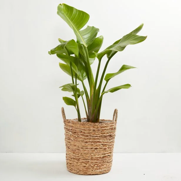A bird of paradise plant potted in a wicker basket and shown against a plain white background.