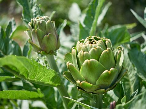 Planting and Growing Artichokes