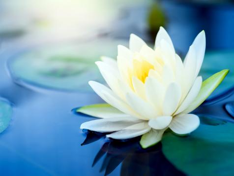 Growing Water Lotus