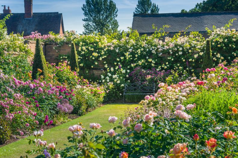 enclosed garden, shrubs, roses, bench