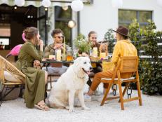 A group of young friends and dog have delicious dinner, having great summertime together at the backyard of the country house
