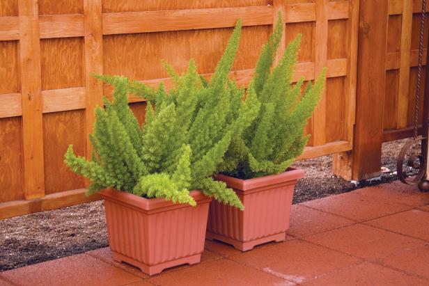 Two square containers planted with foxtail or asparagus ferns.