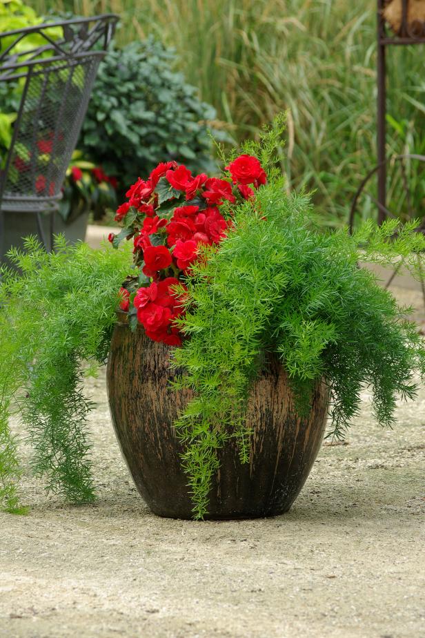 A container planted with asparagus ferns and begonias
