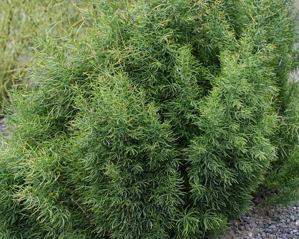 Asparagus Fern 'Graham's Cracker'