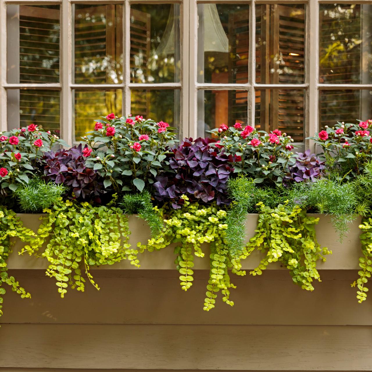 How to Plant and Care for Hanging Flower Bags