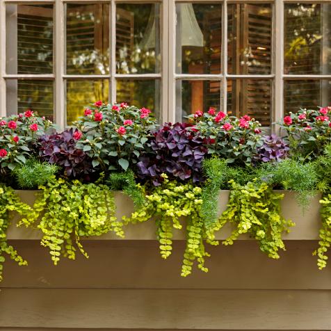 Window Box Design Ideas and Plant Options | Topics | HGTV