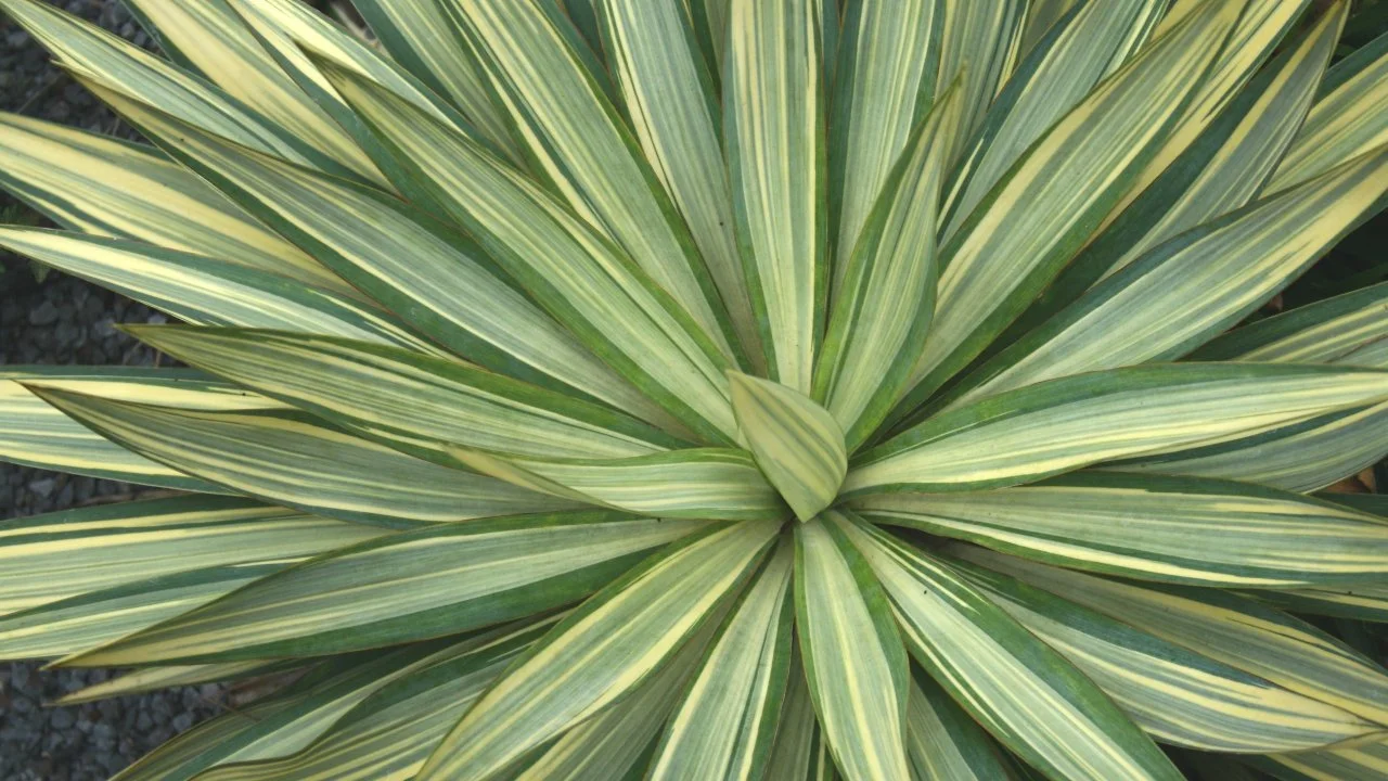 How to Grow and Care for Yucca | HGTV