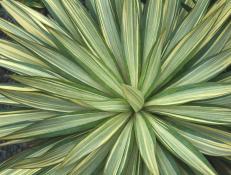 Charming 'Tiny Star' yucca is sometimes called 'Tiny Star Soapwort.'