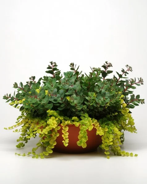 How to Plant and Care For Creeping Jenny | HGTV