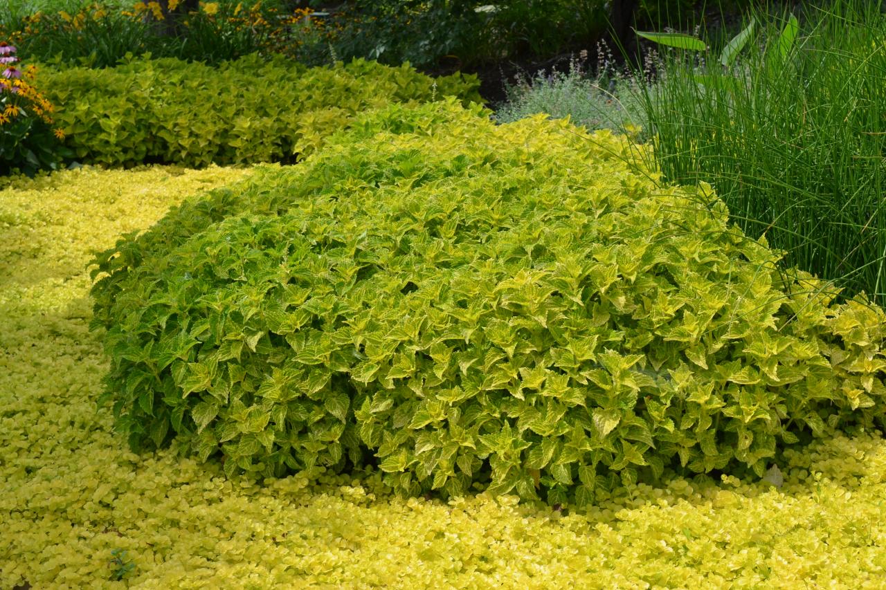 creeping jenny flower