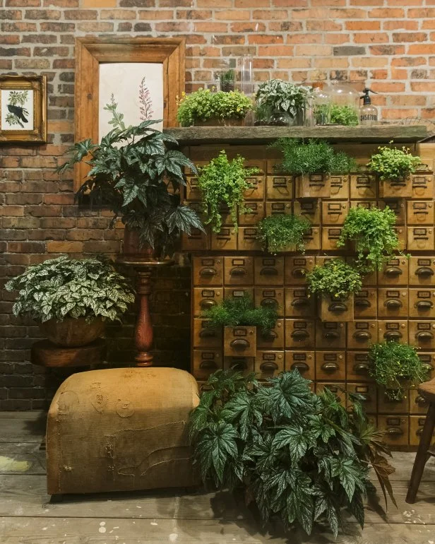 'Goldilocks' Creeping Jenny and other foliage plants in an old card catalogue