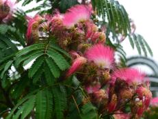 Though beautiful in bloom, mimosa spreads quickly into natural environments, quickly crowding out native plants.