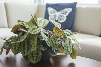Prayer Plant Care: How to Grow and Propagate Prayer Plant | HGTV
