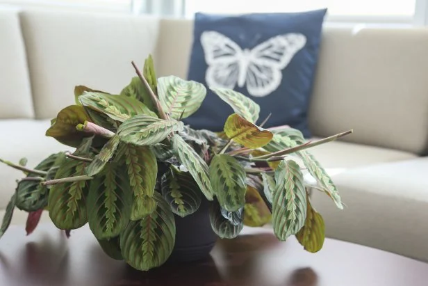 red prayer plant