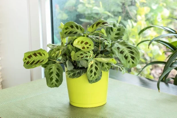 Prayer Plant 'Kim'