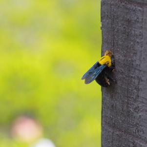 carpenter bee