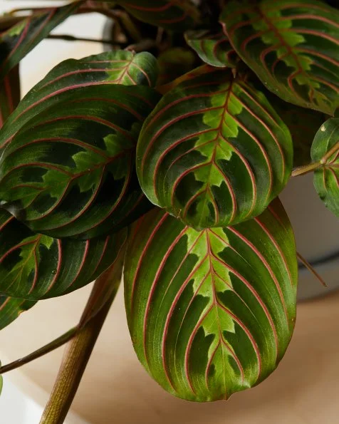 green dragon philodendron Philodendron 'Green Dragon' 4