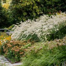 Front Yard With White Grasses