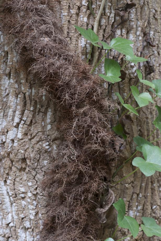 Hairy stem of Poison ivy (Toxicodendron radicans)