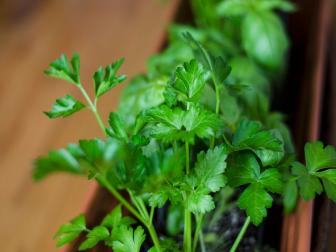 Close-up of cilantro stems and leaves