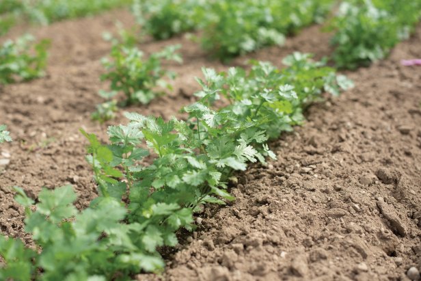 Cilantro in the Garden