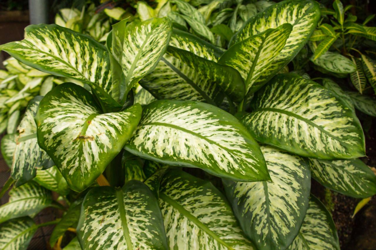 Dumb Cane Plant Corner Of Dining Room