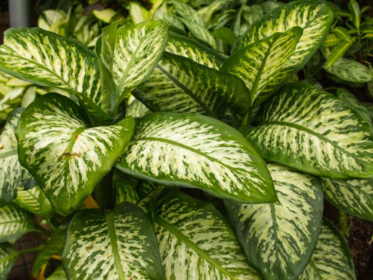 Dieffenbachia: Planting and Care for Dumb Cane Plant | HGTV