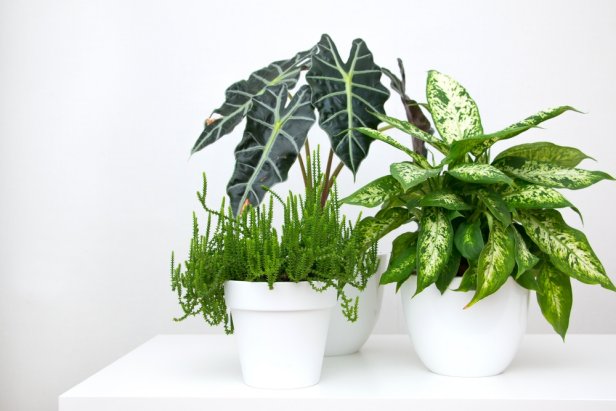 Group Of Houseplants