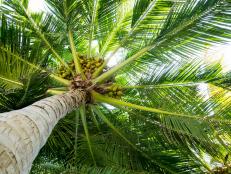Palm full of coconuts on maldivian beach